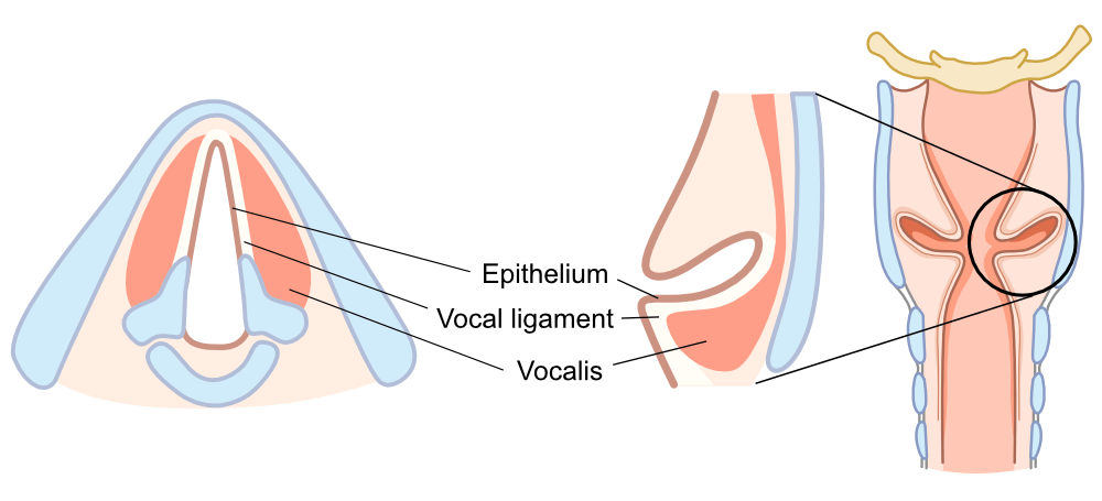 Anatomy of the Larynx